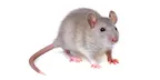 Ratten